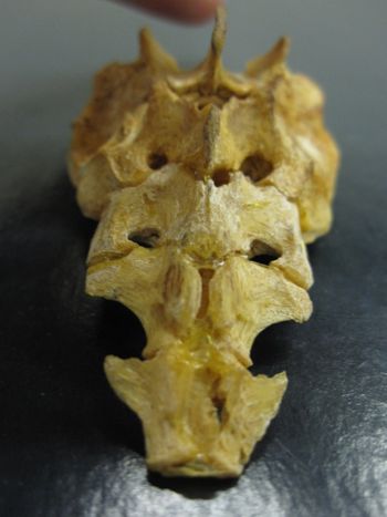 Media type: image;   Mammalogy 35944